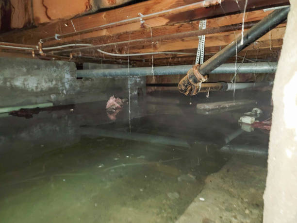 Best Water damage restoration near me  in Flippin, AR