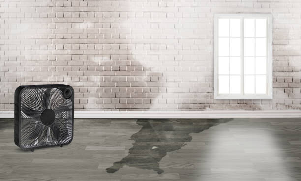 Best Professional water damage repair  in Flippin, AR